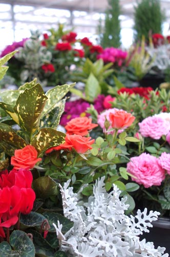 jardinerie floravie valreas marché aux fleurs animalerie valreas decoration valreas jardinerie vaucluse